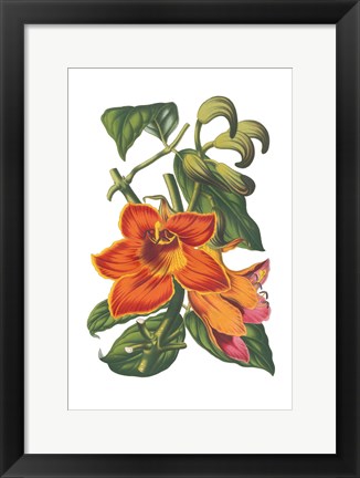 Framed Antique Botanical XVIII Print