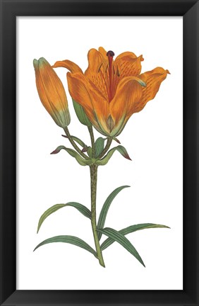 Framed Antique Botanical XX on White Print