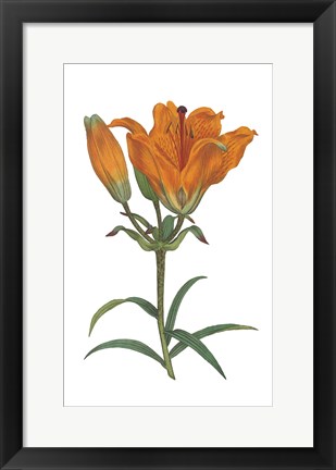 Framed Antique Botanical XX on White Print