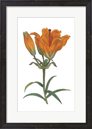 Framed Antique Botanical XX on White Print