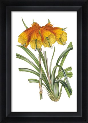Framed Antique Botanical XXIV on White Print