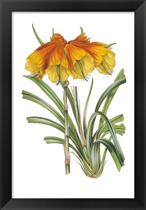 Framed Antique Botanical XXIV on White Print