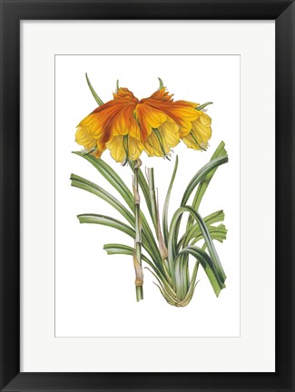 Framed Antique Botanical XXIV on White Print