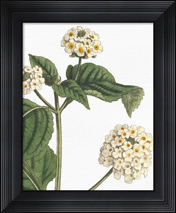 Framed Botanique Bleu I on White no Words Print