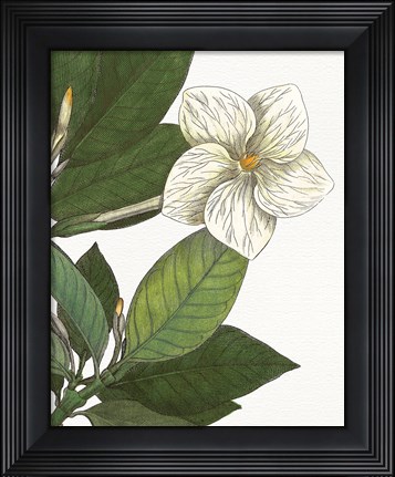 Framed Botanique Bleu III  on White no Words Print