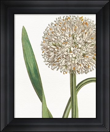 Framed Botanique Bleu II  on White no Words Print