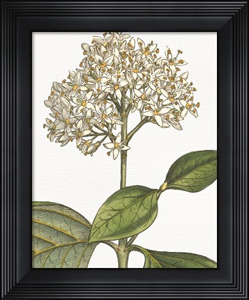 Framed Botanique Bleu IV on White no Words Print