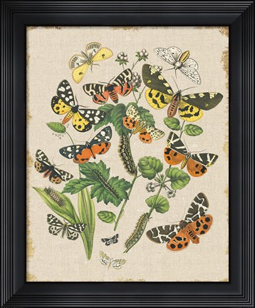 Framed Butterfly Bouquet IV Linen Print