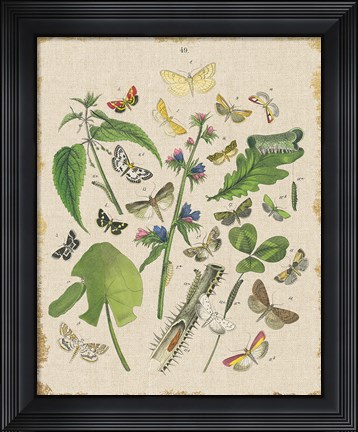 Framed Butterfly Bouquet III Linen Print