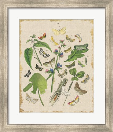 Framed Butterfly Bouquet III Linen Print