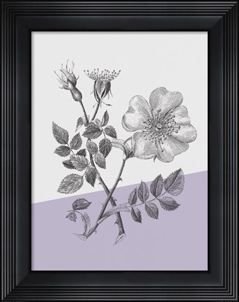 Framed Conversations on Botany IV Color Block Print