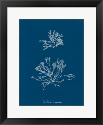 Framed Delicate Coral IV Print