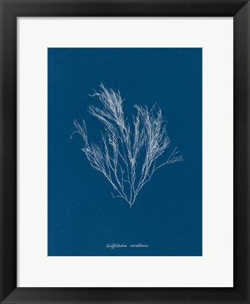 Framed Delicate Coral III Print