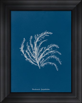 Framed Delicate Coral II Print