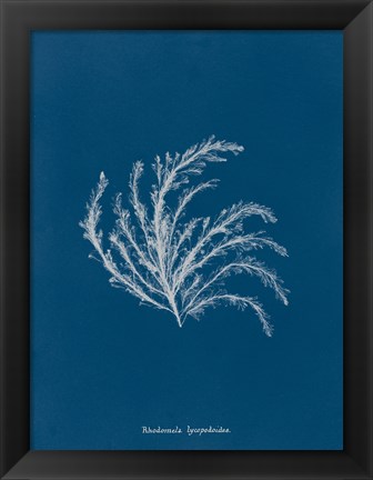 Framed Delicate Coral II Print