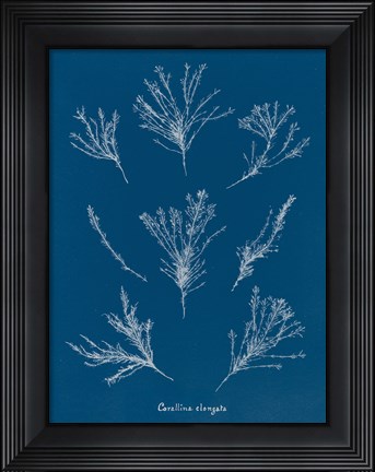 Framed Delicate Coral I Print