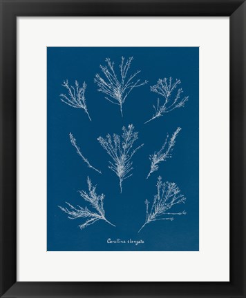 Framed Delicate Coral I Print