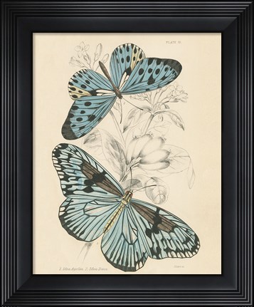 Framed Assortment Butterflies II Print