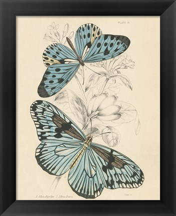 Framed Assortment Butterflies II Print