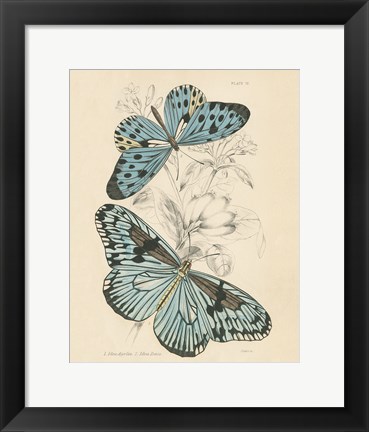 Framed Assortment Butterflies II Print