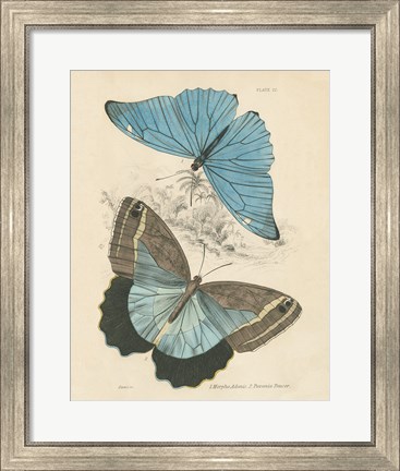 Framed Assortment Butterflies I Print