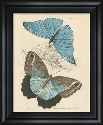 Framed Assortment Butterflies I Print