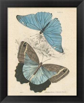 Framed Assortment Butterflies I Print