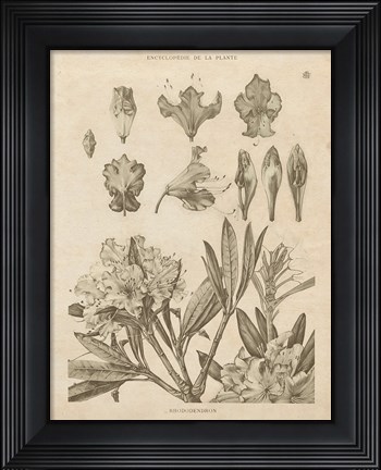 Framed Rhododendrons Vintage Print
