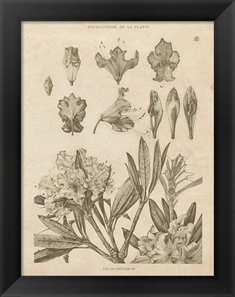 Framed Rhododendrons Vintage Print