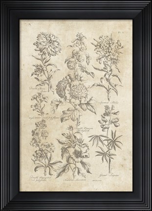 Framed Eden Antique Bookplate III Print