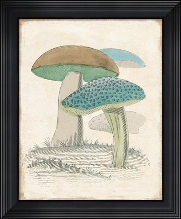 Framed Funghi Italiani Mushrooms Print