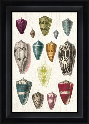 Framed Colorful Shell Assortment I v2 Print