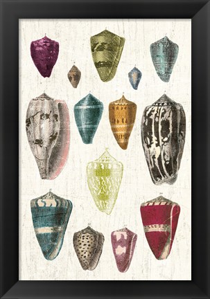 Framed Colorful Shell Assortment I v2 Print