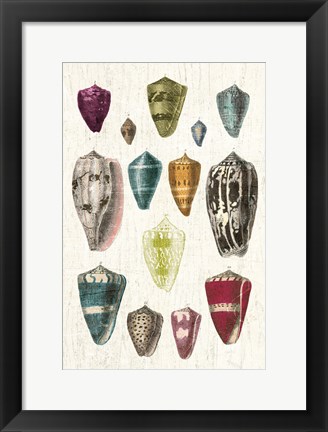 Framed Colorful Shell Assortment I v2 Print