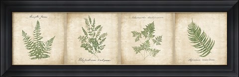 Framed Vintage Ferns - 4 Image Panel Print