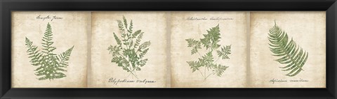 Framed Vintage Ferns - 4 Image Panel Print