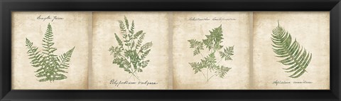 Framed Vintage Ferns - 4 Image Panel Print