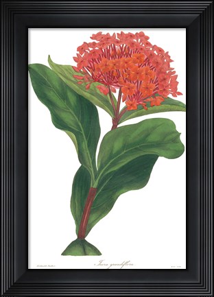 Framed Harlequin Floral on White Print
