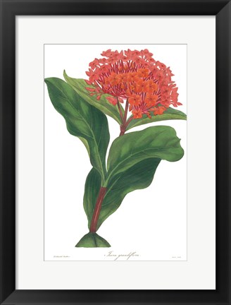 Framed Harlequin Floral on White Print