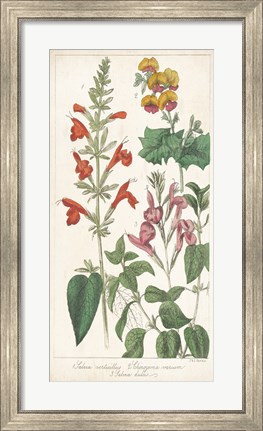 Framed Salvia Florals I Print