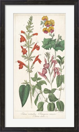 Framed Salvia Florals I Print