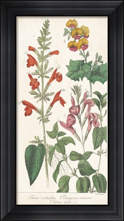 Framed Salvia Florals I Print