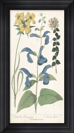 Framed Salvia Florals II Print