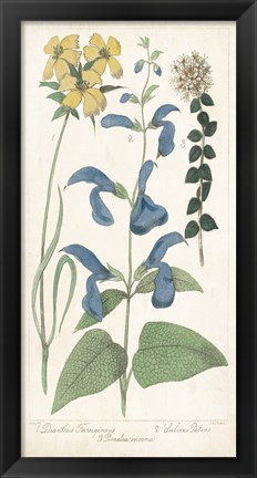 Framed Salvia Florals II Print