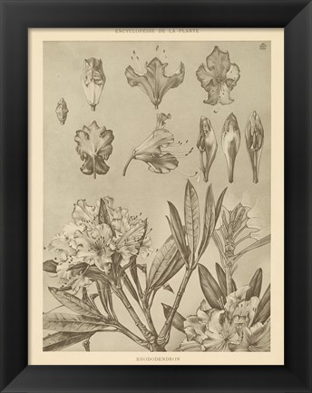 Framed Rhododendrons Print