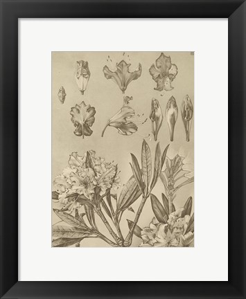 Framed Rhododendrons Print