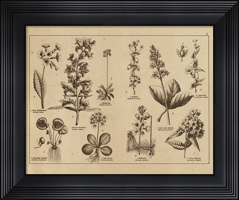 Framed Botanical Floral Chart I Vintage Print