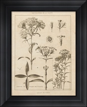 Framed Phlox Vintage Print