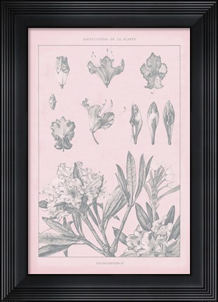 Framed Rose Quartz Rhododendron Print