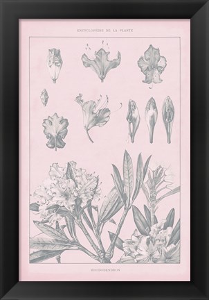 Framed Rose Quartz Rhododendron Print